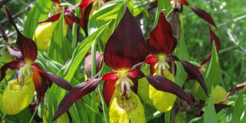 Natural-pirineos.Flores006